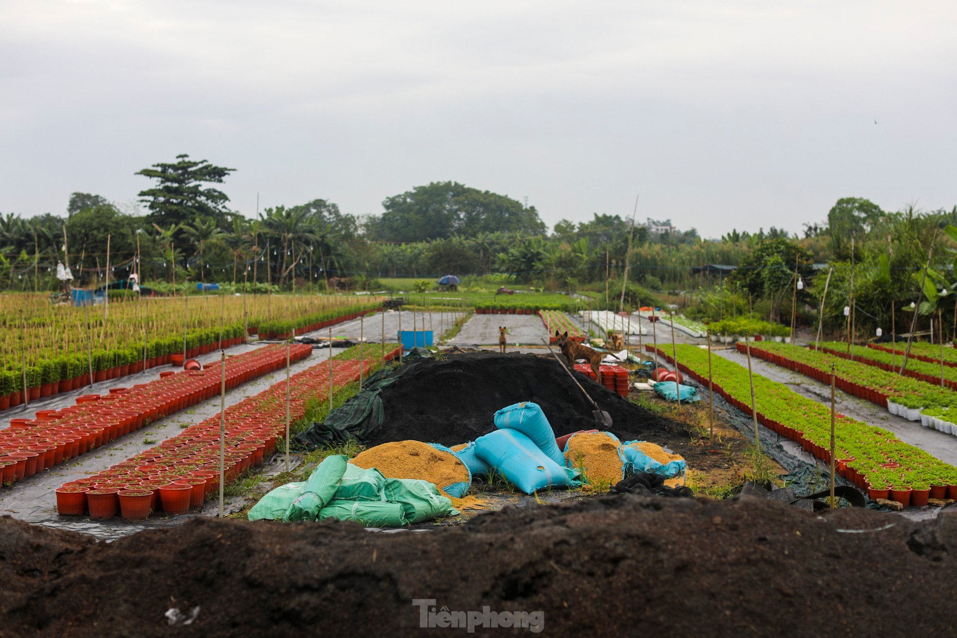 El pueblo de flores del Tet más grande de la ciudad de Ho Chi Minh está 'distorsionado' por el clima foto 15