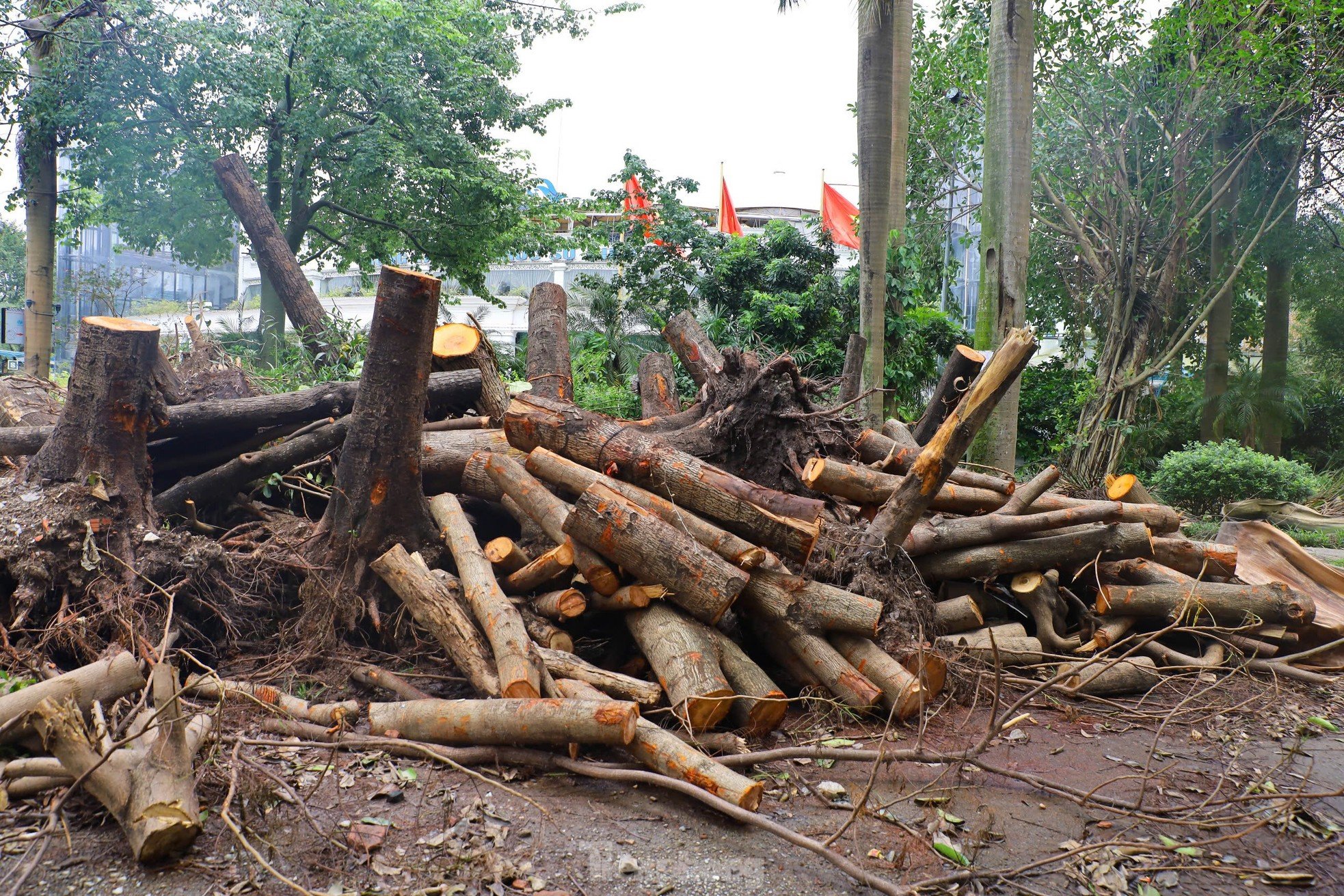 ¿Por qué los parques de Hanoi todavía están llenos de árboles caídos? foto 10