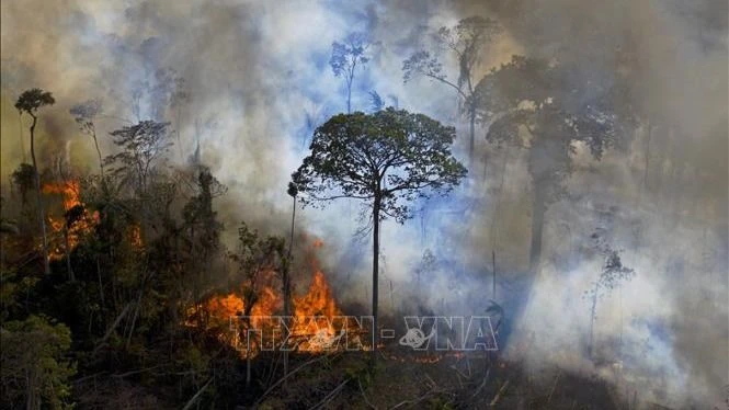 ブラジル：アマゾンの森林火災が急増