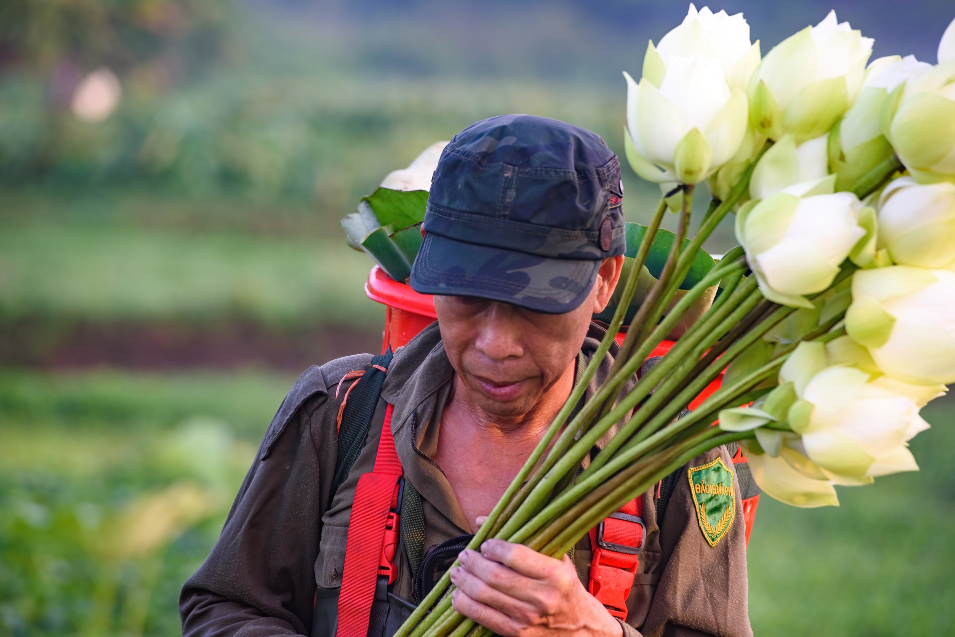 Đầm sen ở Huế nở rộ tuyệt đẹp, nhiều người tìm đến chụp ảnh - 8