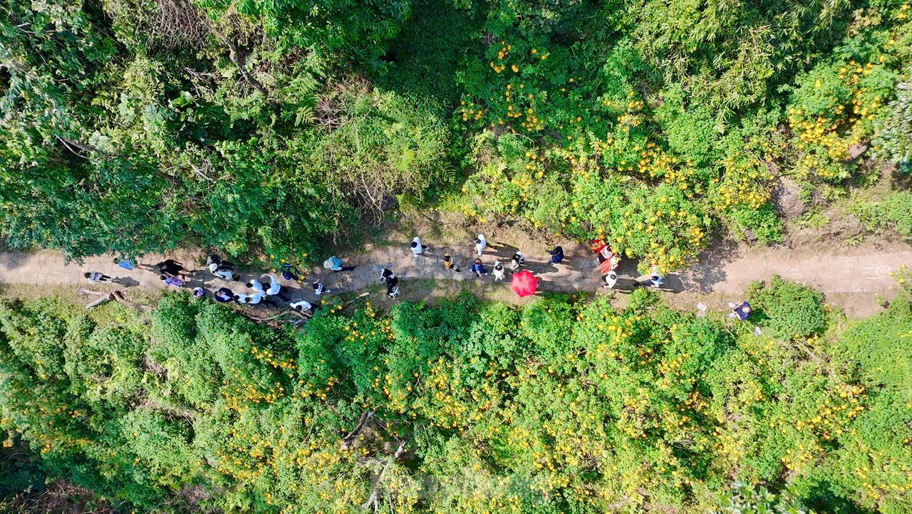 ハノイ郊外の野生のヒマワリに群がる人々（写真18）