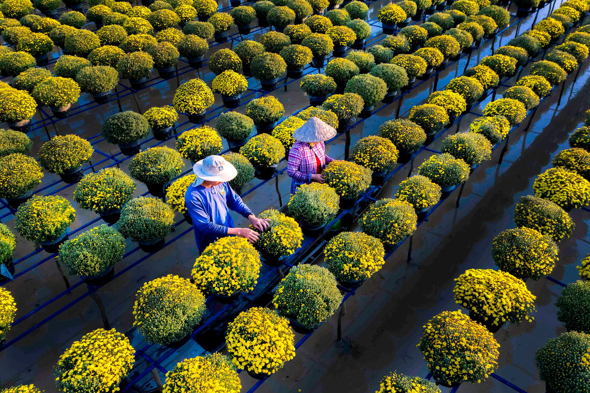 Visita el pueblo de flores Sa Dec en Dong Thap