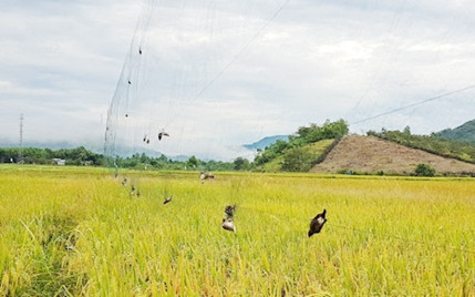 Tăng cường giải pháp ngăn chặn tình trạng săn bắt trái phép chim yến