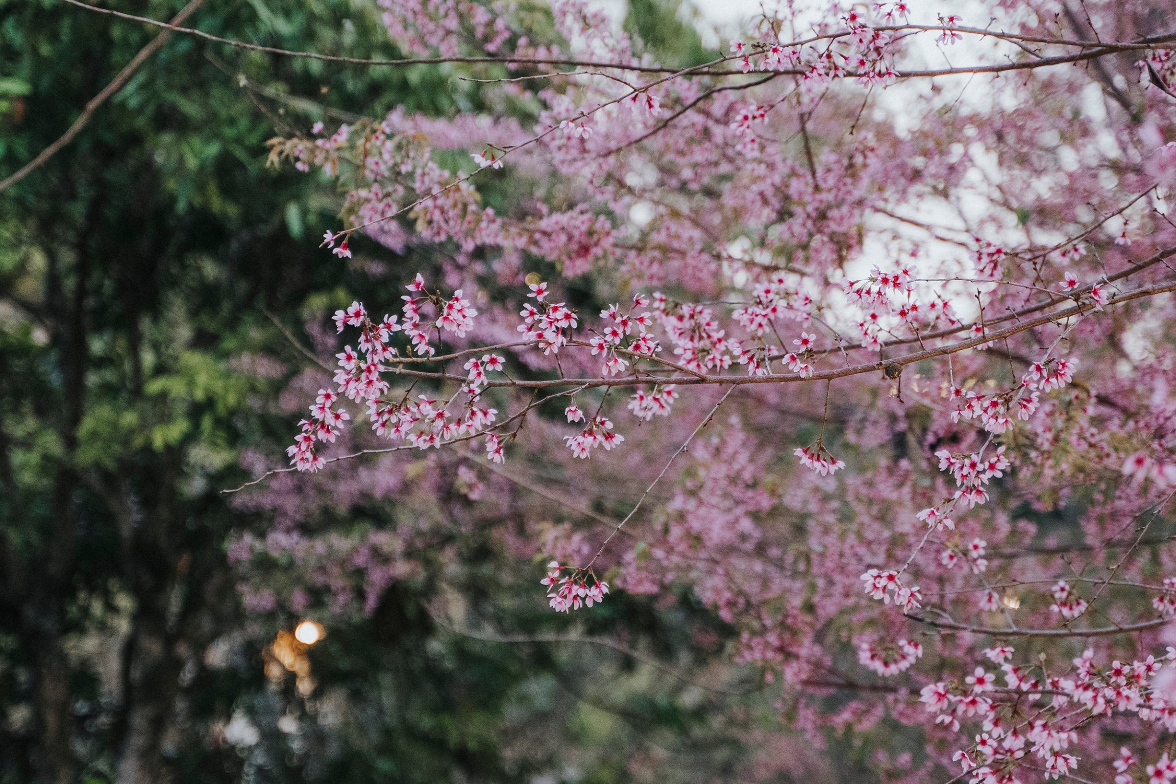 モクチャウは桜色に輝いています