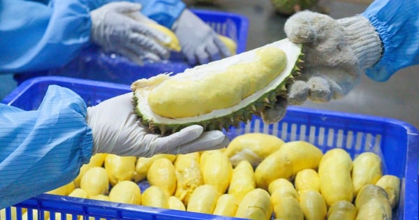 Exportando durian congelado a China, una empresa vietnamita ganó 25 millones de dólares en 2024