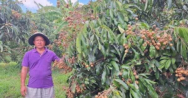 Un agricultor de la provincia de Hau Giang se arriesgó a cultivar longan de Ido. El árbol pequeño ha producido una fruta especial que se vende en cuanto se agota.