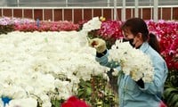 Los pueblos de flores de lujo en Lam Dong están ocupados preparándose para el Tet