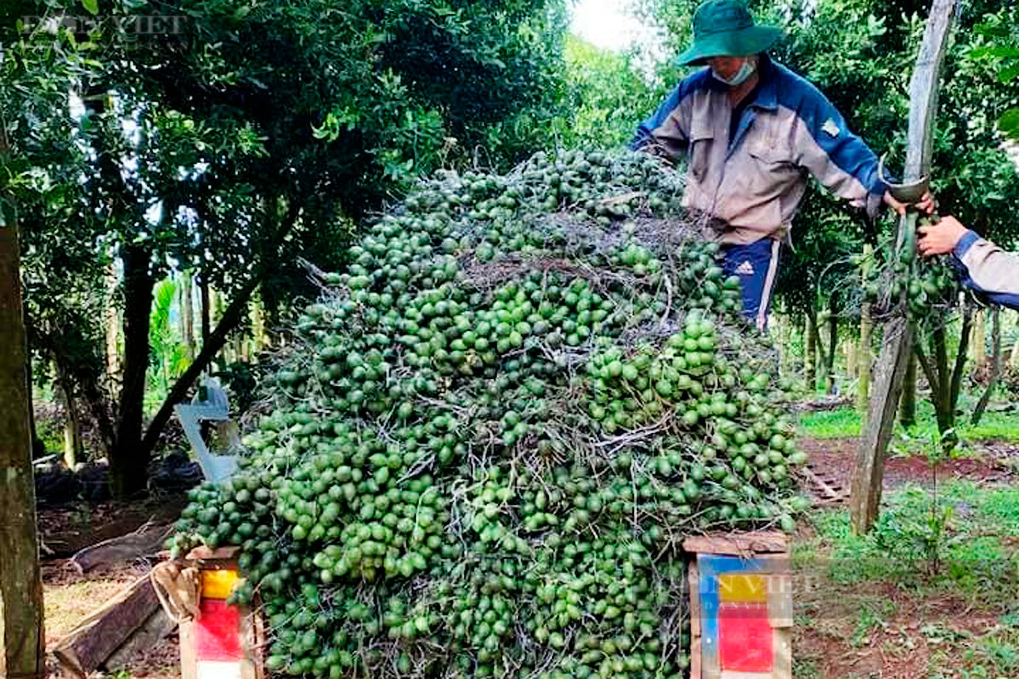 Giá cau tăng cao Sầu riêng cũng phải đứng sau - Ảnh 4.