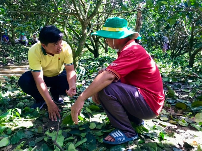 PVCFC staff advise farmers on techniques for caring for and fertilizing grapefruit trees. Photo: PVCFC