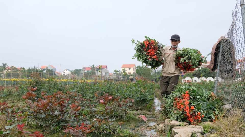 Thu hoạch hoa hồng tại xã Mê Linh, huyện Mê Linh. Ảnh: Lâm Nguyễn