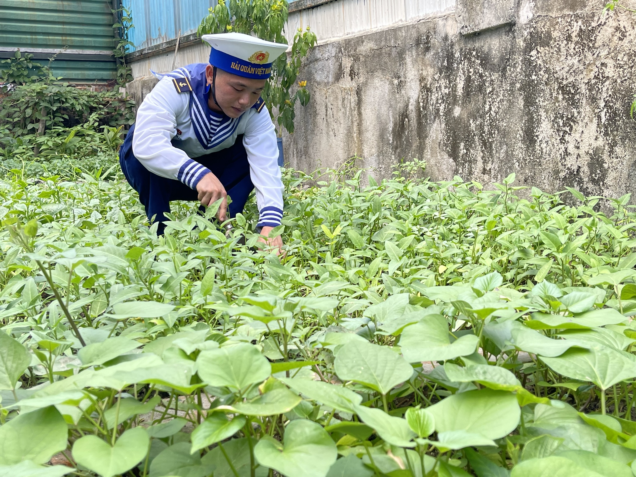 Gà gáy ở Trường Sa- Ảnh 24.