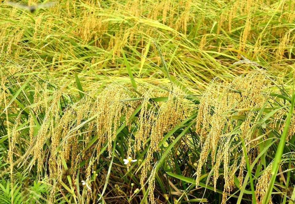 Golden flower sticky rice brings superior economic value compared to Khang Dan variety.