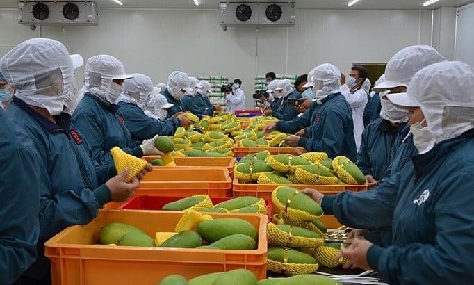 In the first 5 months of 2024, fruit and vegetable exports earned nearly 3 billion USD