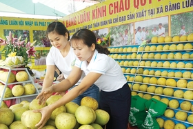 Tăng nội lực của hợp tác xã từ Chương trình “Mỗi xã một sản phẩm”