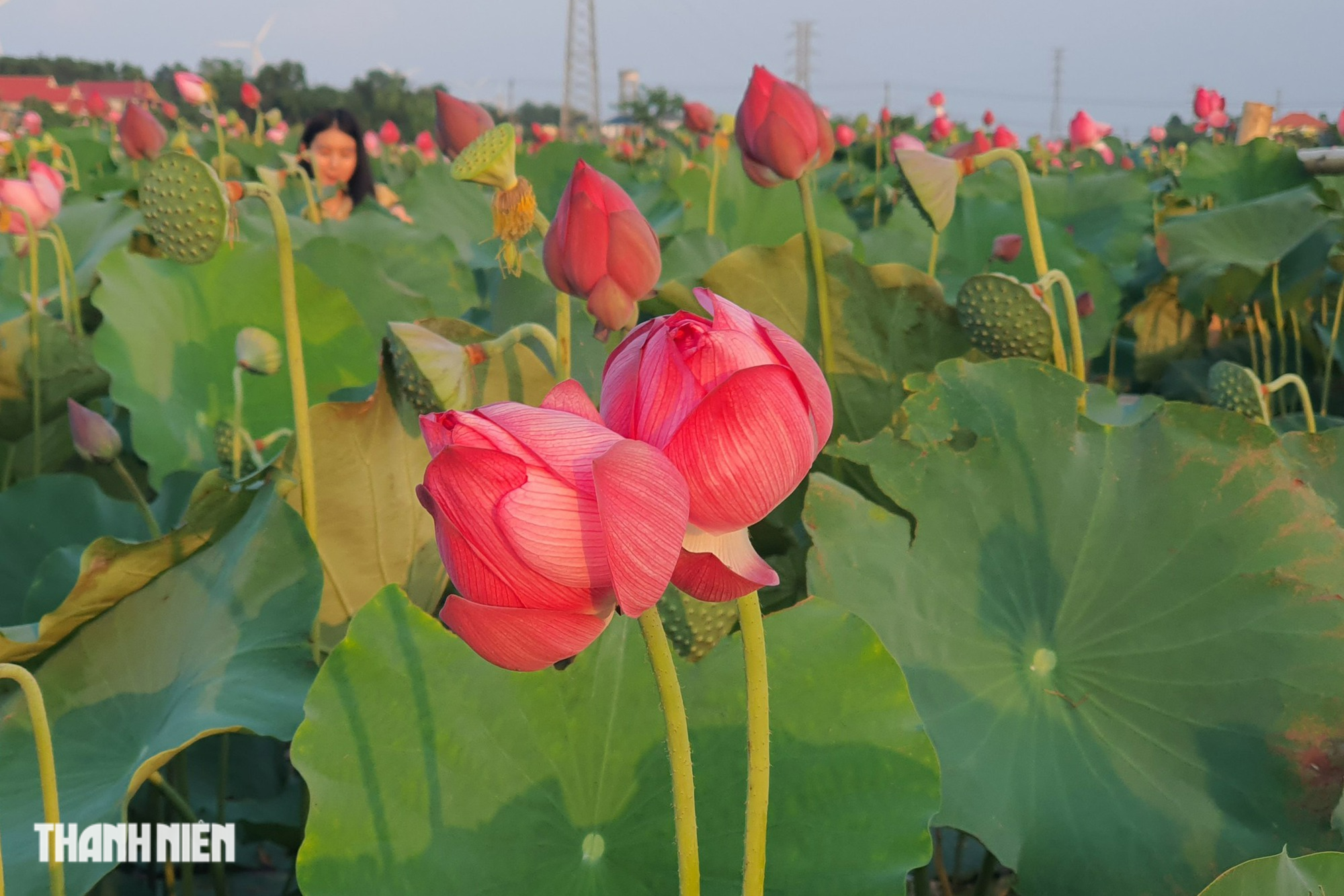 Đầm sen ở vùng quê hút khách đến chụp ảnh tại Quảng Bình - Ảnh 3.