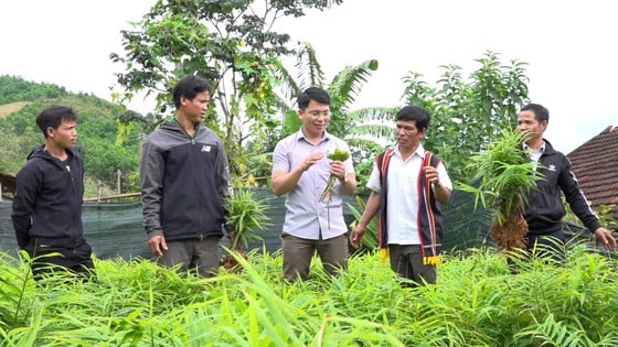 Địa phương kiểm tra tình hình phát triển cây gừng gió do các hộ dân trồng tại xã Sơn Trà