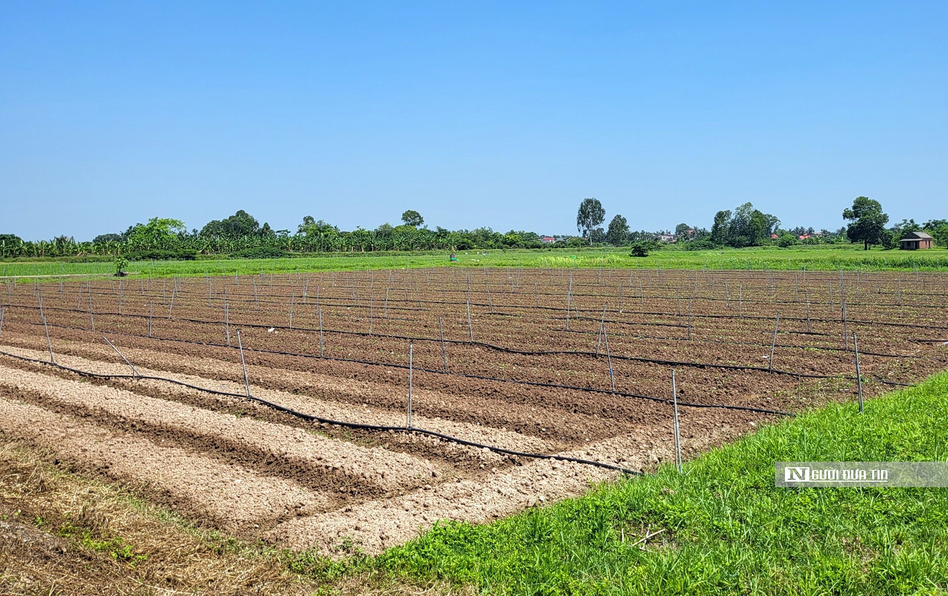 Economie - Hai Phong : Le projet de WinEco tarde à se mettre en œuvre, plus de 83 hectares de « rizières » sont utilisés pour cultiver des mauvaises herbes (Image 3).