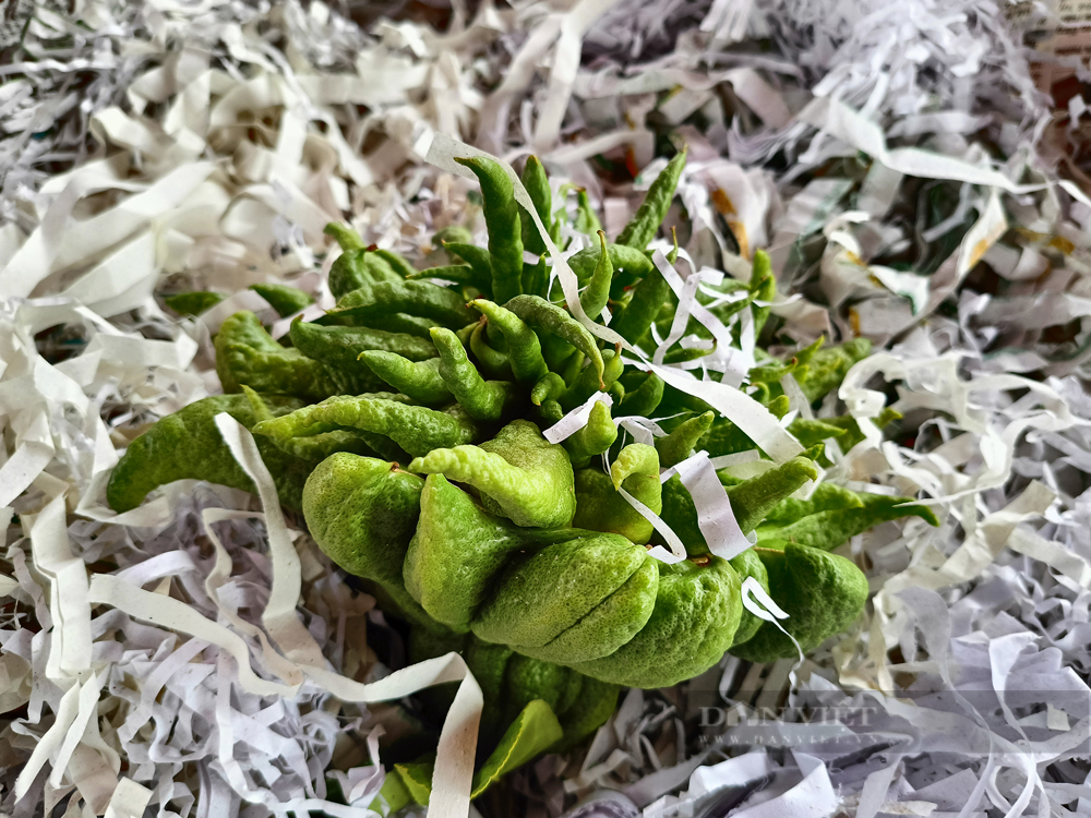 Cận Tết, cây bonsai 