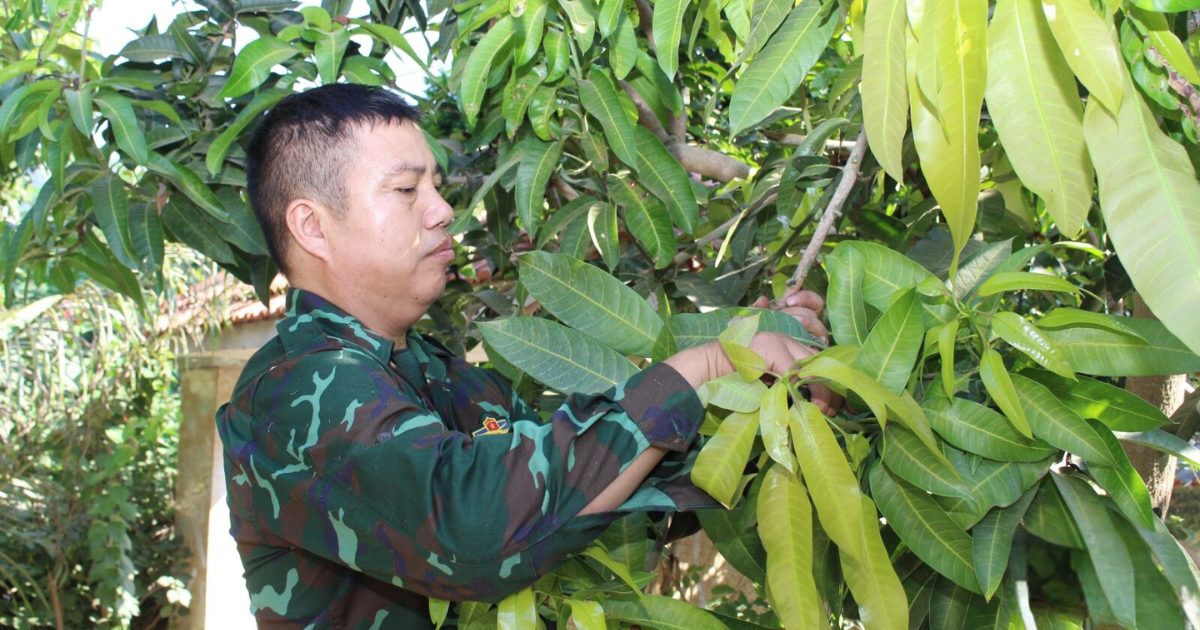 Son La ផ្តោតលើការអភិវឌ្ឍន៍ម៉ាកស្វាយ Muong La