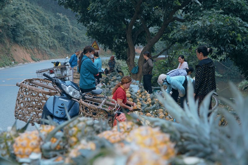 Der Ananasanbau ist für die Bevölkerung von Lao Cai eine stabile Einkommensquelle. Foto: Van Thao