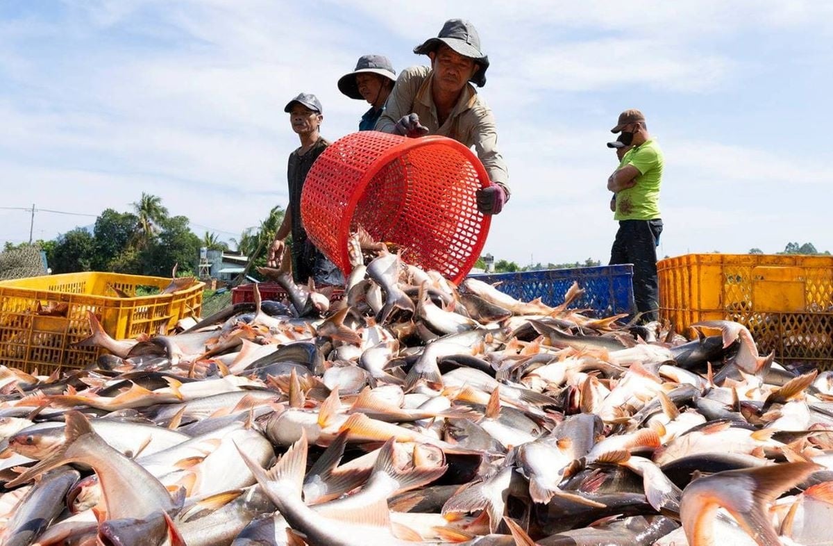 VASEP schlägt Lösungen zur Steigerung der Wettbewerbsfähigkeit der Fischindustrie vor