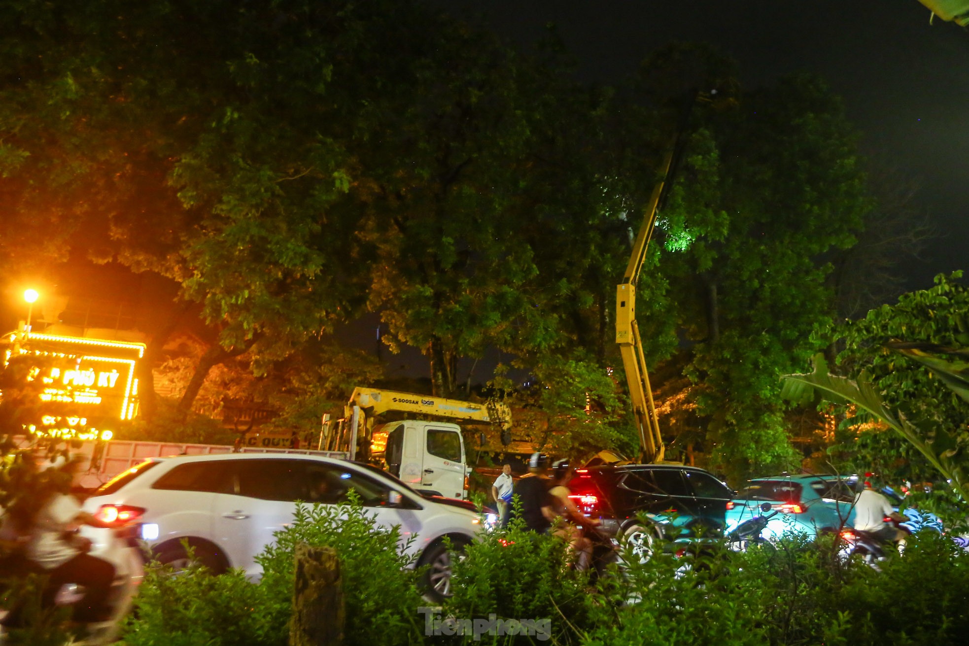 Pruning the hundred-year-old rosewood trees on Lang Street overnight, photo 5