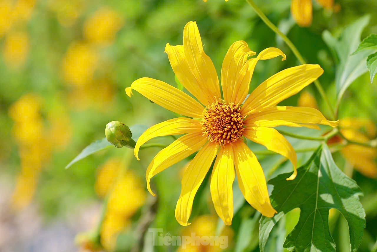 Multitudes se congregan ante los girasoles silvestres en los suburbios de Hanoi, foto 7