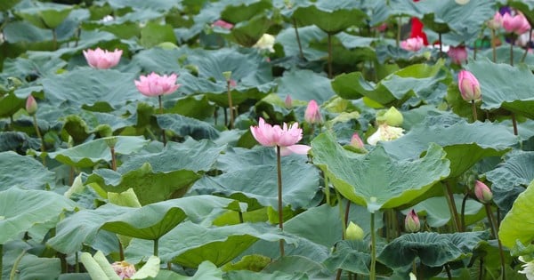 People are delighted with the Bach Diep lotus pond restored in West Lake.