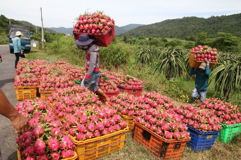 Which markets are Binh Thuan dragon fruits exported to?