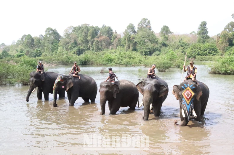 [Photo] ท่องเที่ยวเป็นมิตรกับช้าง ภาพที่ 14