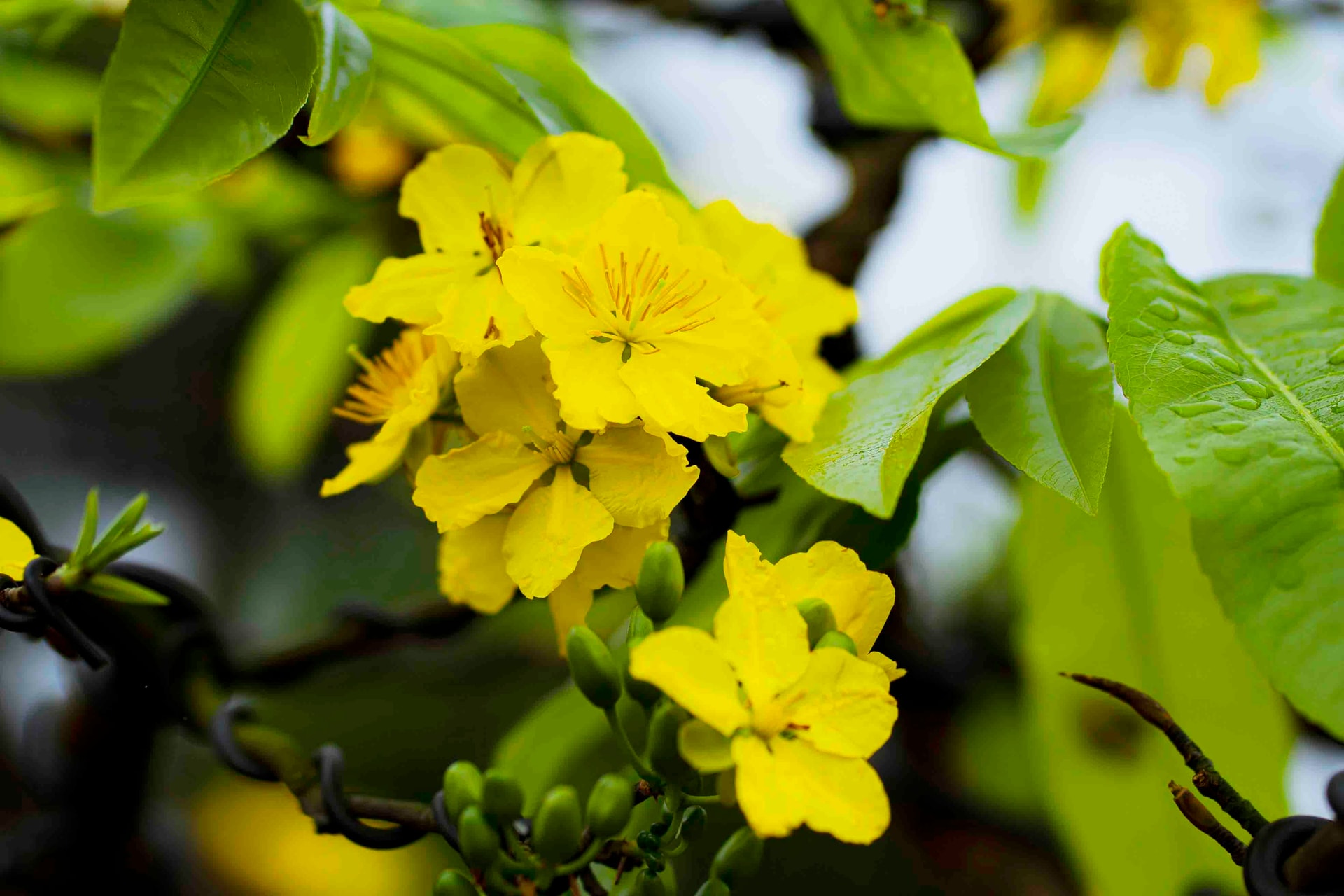 Los agricultores de Ha Tinh instalan 'ojos mágicos' para proteger las flores amarillas de albaricoque durante el Tet