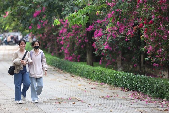 The stunningly beautiful bougainvillea road leading to Ho Chi Minh City National University photo 1