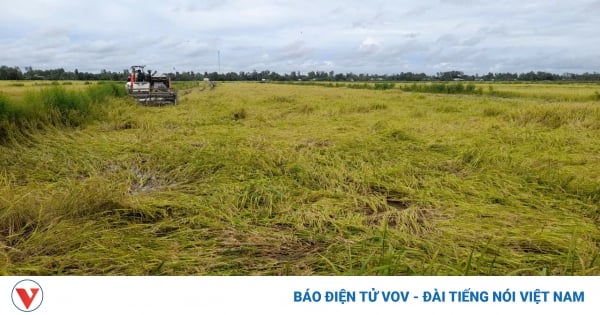 Les coûts de coupe du riz augmentent en raison des fortes pluies et des chutes de riz