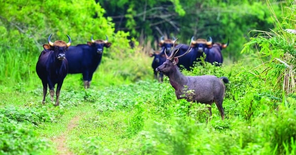 Der zwischen den drei Provinzen Dong Nai, Lam Dong und Binh Phuoc gelegene Wald beherbergt viele Wildtierarten, die gerade einen wertvollen Titel erhalten haben.