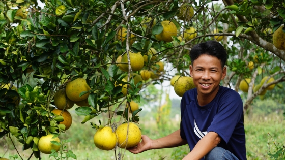 Grapefruitgarten mit 20 % höherem Ertrag, schönen, süßen Früchten und geringeren Kosten dank Weberameisen