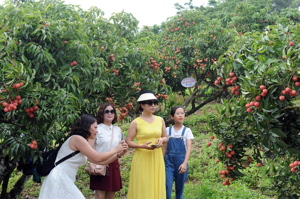 ភ្ញៀវ​ទេសចរ​មក​ទស្សនា​សួន​ផ្កា​លី​ឈី​។