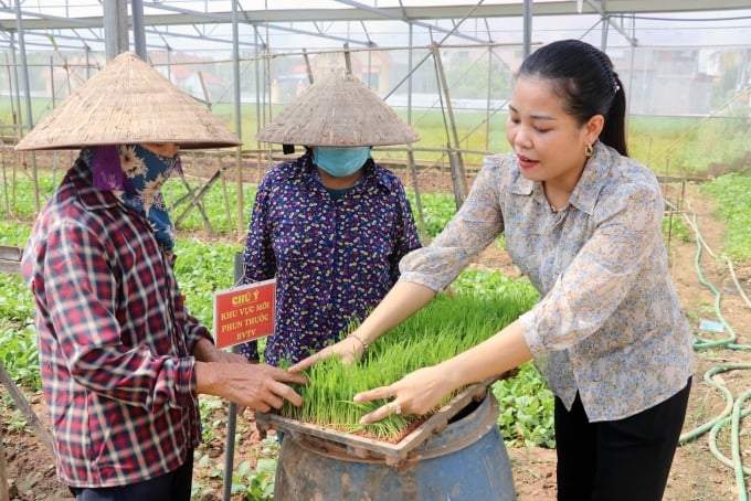 Ms. Ha instructs technical staff to plant trays. Photo: NVCC