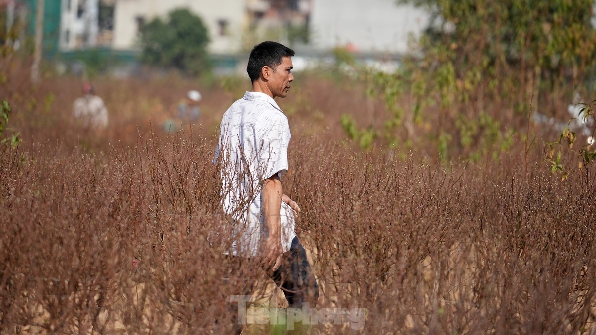 អ្នក​ដាំ​ផ្លែ​ប៉េស ឡា កា កំពុង​មមាញឹក​ក្នុង​ការ​រៀបចំ​ផ្កា​តេត រូបថត ៣