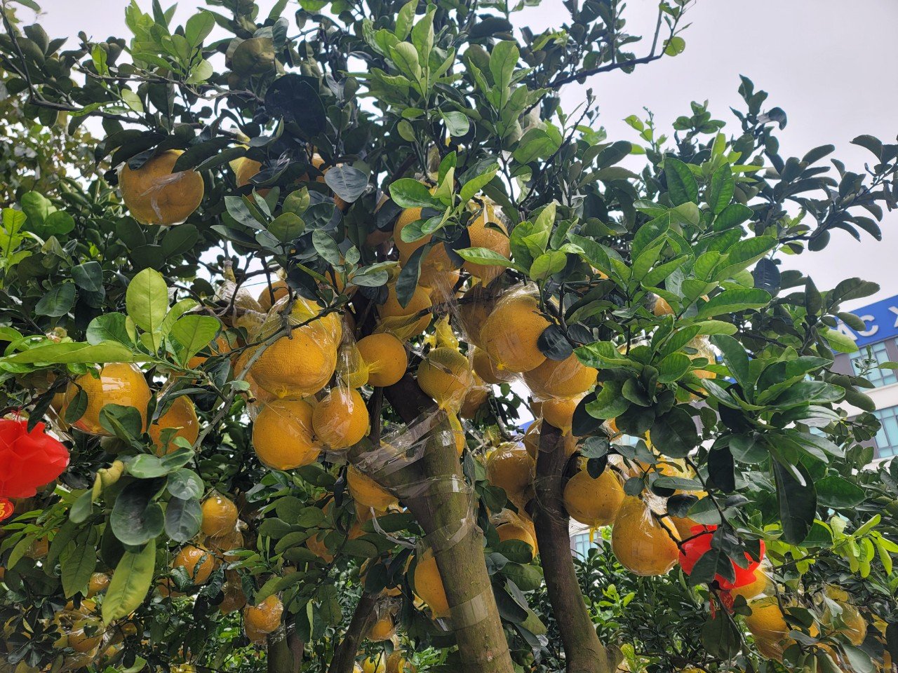 Sự kiện - Đào thế, bưởi bonsai, mai vàng xuống phố phục vụ người dân chơi Tết (Hình 3).