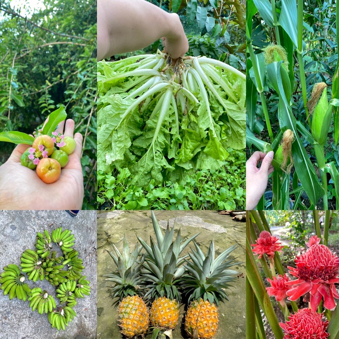Vườn rau trái trĩu quả của chàng trai liệt hai chân ở miền Tây gây 