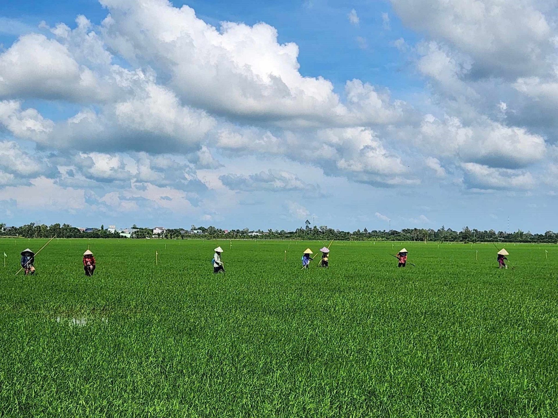 Mekong Delta Reis.jpg