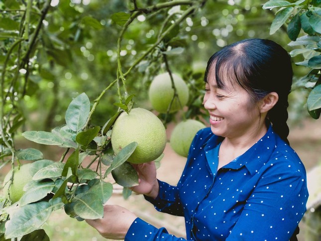 Le secret pour faire sortir le pamplemousse Muc de Lao Cai, aidant les gens à développer l'économie photo 1