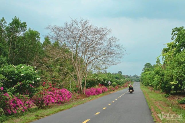 El misterio del camino de buganvillas de 25 km en medio de la selva en Dong Nai foto 2