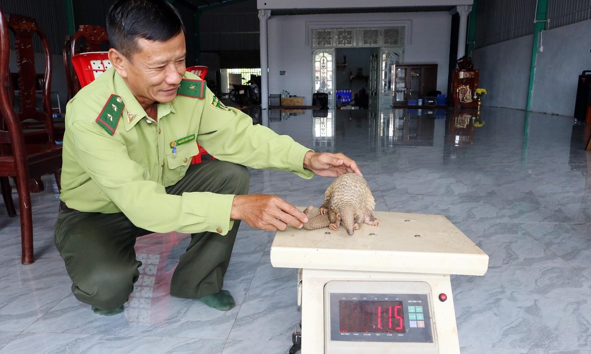 Releasing rare pangolins back into the forest