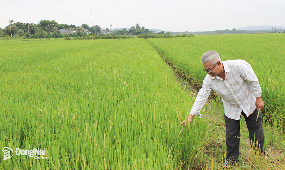 Giá lúa, gạo tăng cao