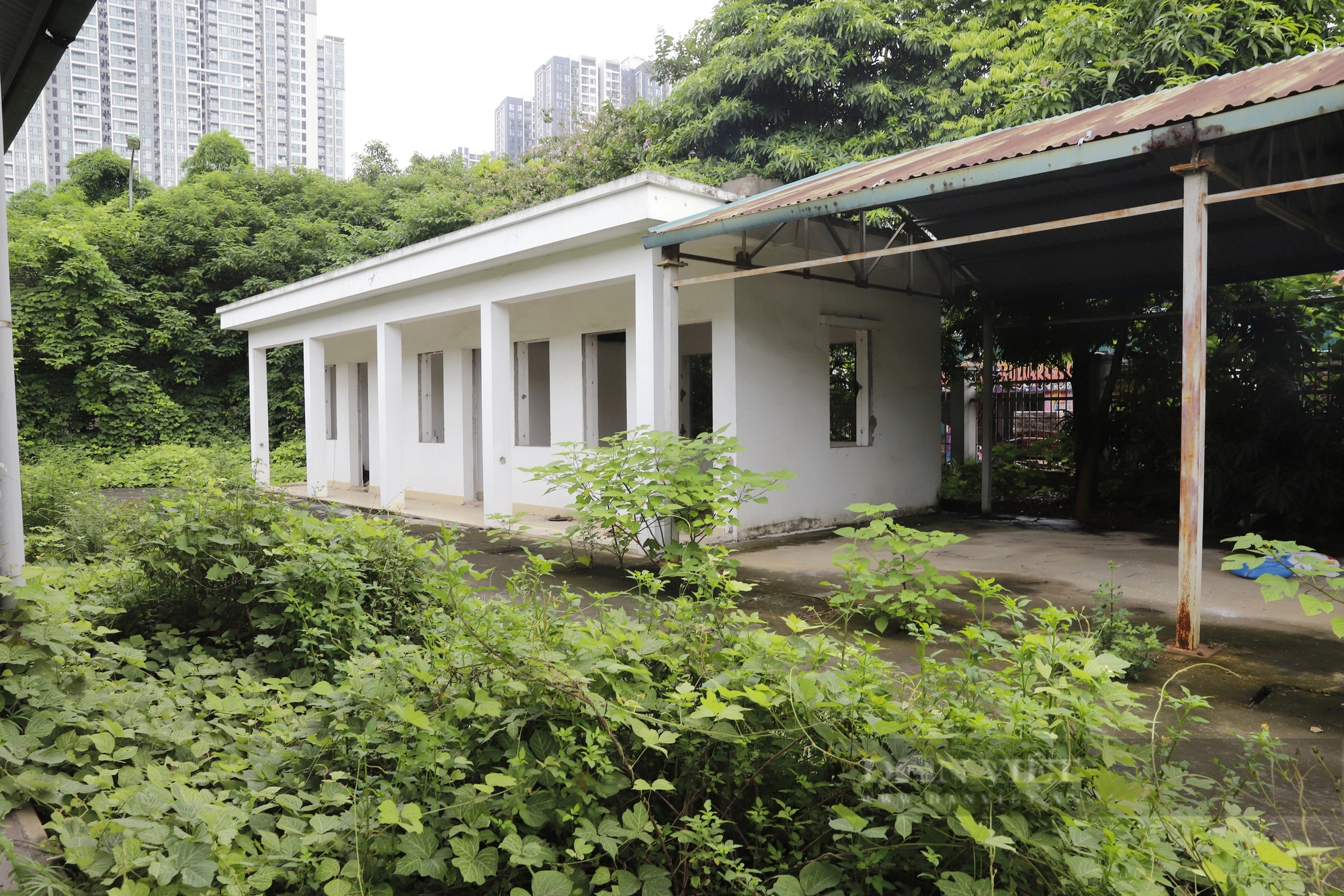 Chợ bỏ hoang ở Hà Nội: Dây leo chằng chịt, kim tiêm vương vãi tại ngôi chợ hơn 20 tỷ đồng- Ảnh 4.