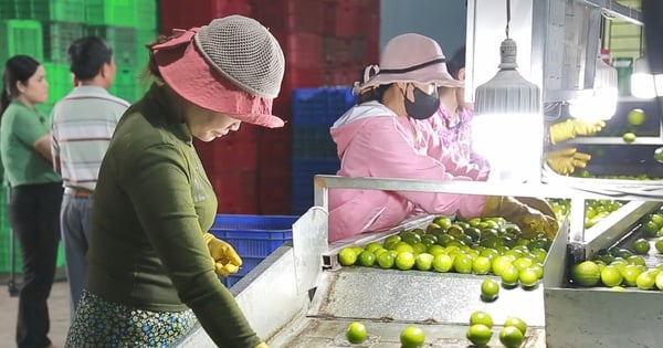 El programa agrícola de alta tecnología de Long An...