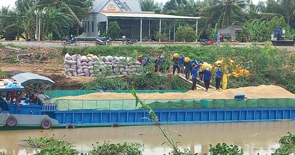 Giá lúa đang tăng cao nhưng nhiều nông dân Long An không được hưởng lợi vì đã trót bán hết