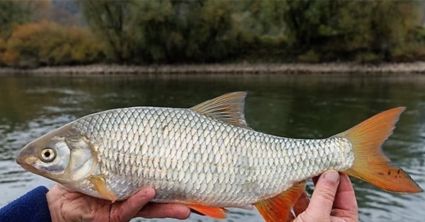 シェフがテレビ番組で誤って絶滅危惧種の魚を調理