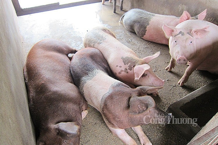 Giá heo hơi hôm nay ngày 21/5/2024: Một vài địa phương lên mức 68.000 đồng/kg